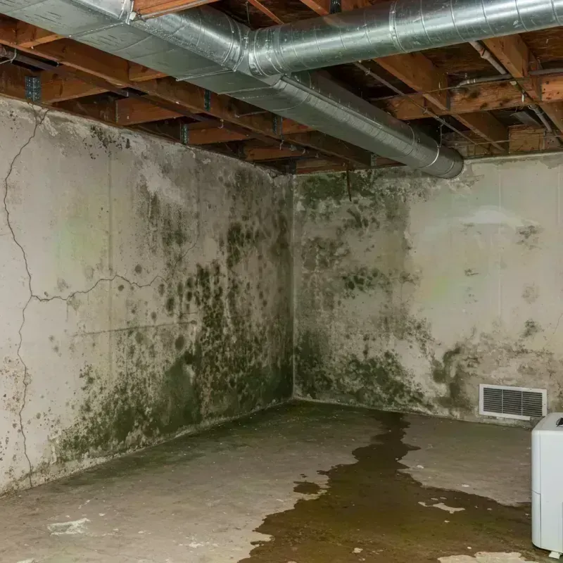 Professional Mold Removal in Vienna, MO